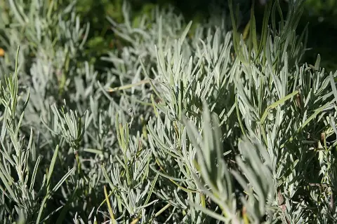 Francia levendula / Lavandula x intermedia 'Grosso'