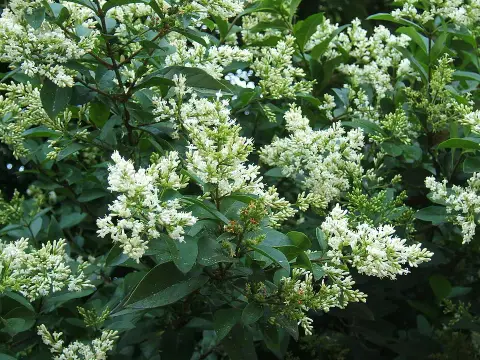 Télizöld fagyal / Ligustrum ovalifolium