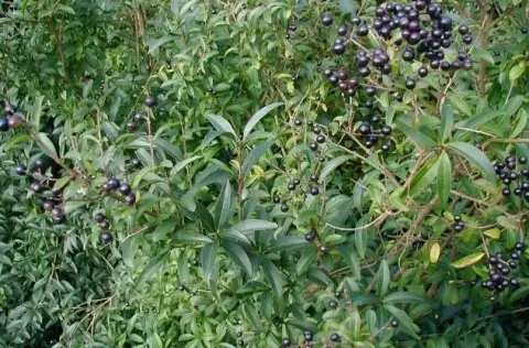 Lombhullató fagyal / Ligustrum vulgare