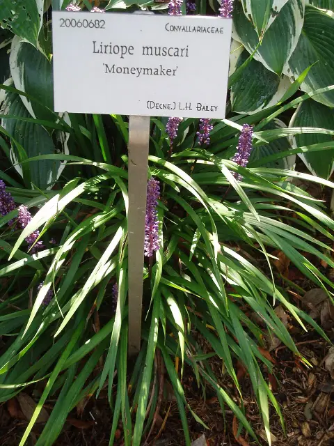 Gyöngyikés gyepliliom / Liriope muscari 'Moneymaker'