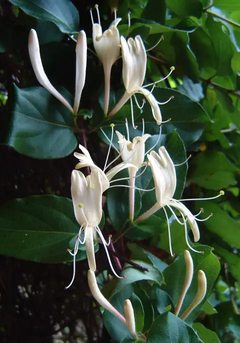 Tarka levelű japán kúszólonc / Lonicera japonica 'Aureoreticulata'
