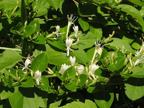 Bordó-fehér virágú japán kúszólonc / Lonicera japonica 'Red World'