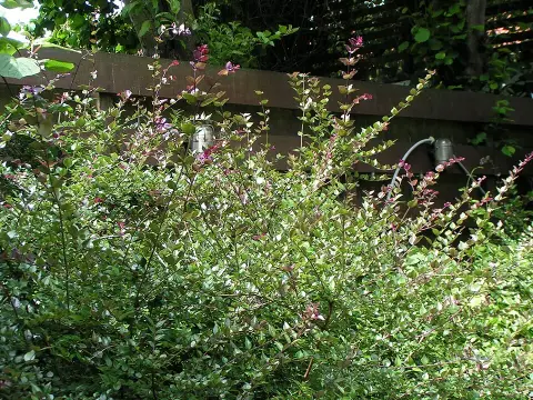Talajtakaró lonc / Lonicera pileata 'Moss Green'