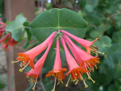 Skarlátvörös színű trombitalonc / Lonicera x brownii 'Dropmore Scarlet'