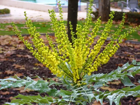 Dúsvirágú cserjés mahónia / Mahonia x media 'Winter Sun'