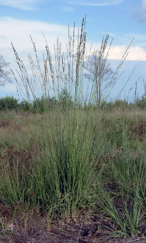 Nyugati kékperje / Molinia caerulea 'Edith Dudszus'