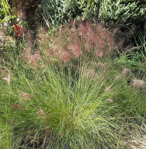 Vattacukorfű / Muhlenbergia capillaris