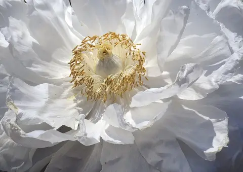 Fás bazsarózsa / Paeonia suffruticosa