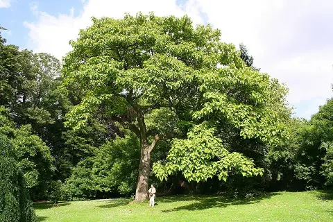 Császárfa / Paulownia tomentosa