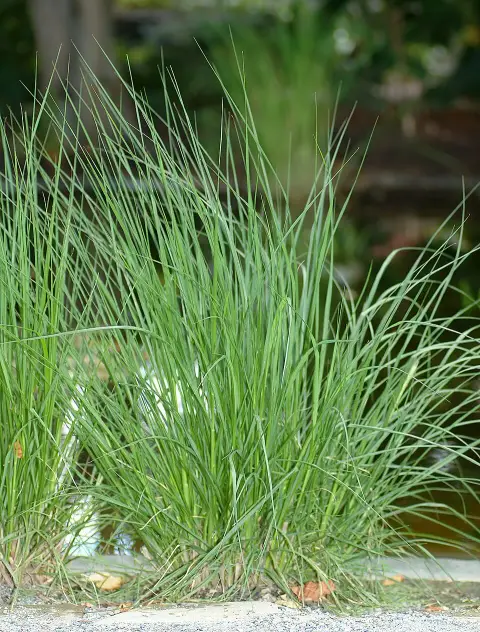 Tollborzfű / Pennisetum alopecuroides