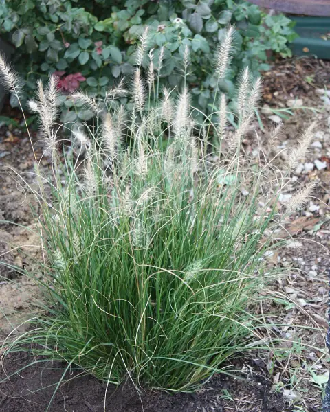 Drapp virágú tollborzfű / Pennisetum alopecuroides 'Hameln'