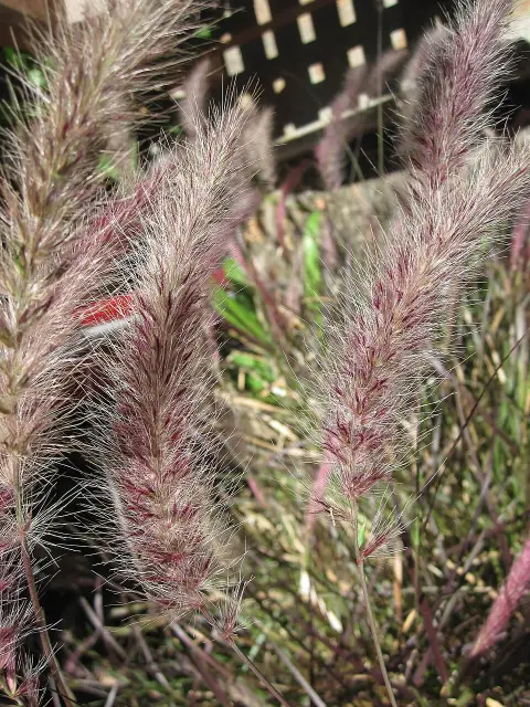 Rózsaszín virágú tollborzfű / Pennisetum orientale 'Fairy Tails'