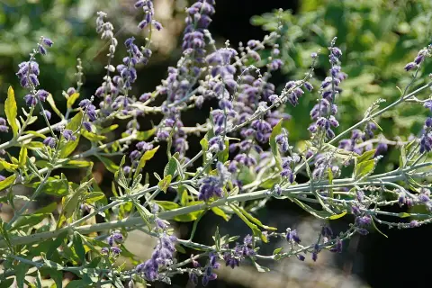 Kék sudárzsálya / Perovskia atriplicifolia 'Little Spire'