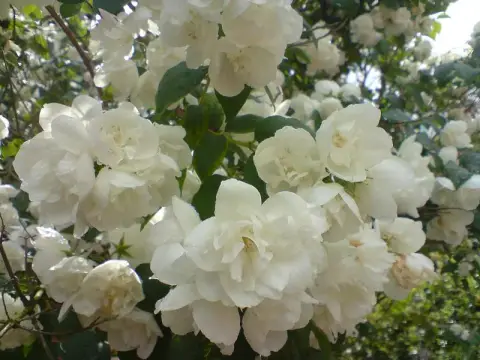 Fehér, teltvirágú jezsámen / Philadelphus 'Schneesturm'
