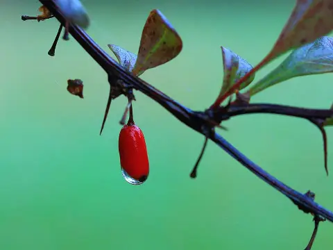 Zöld levelű, törpe gömb borbolya / Berberis thunbergii 'Kobold'