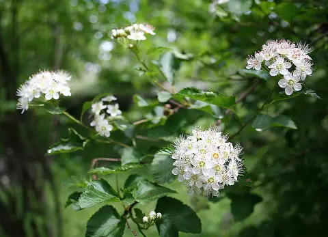 Törpe, bordó levelű hólyagvessző / Physocarpus opulifolius 'Little Angel' ®