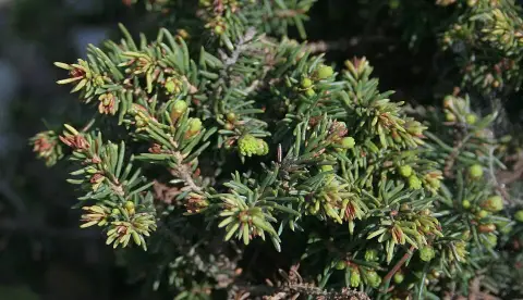 Törpe fészekfenyő / Picea abies 'Little Gem'