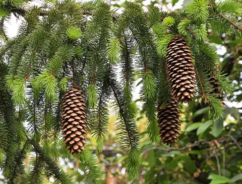 Törpe gömb lucfenyő / Picea abies 'Tompa'