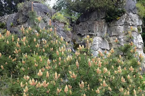 Havasi törpefenyő / Pinus mugo var. 'Pumilio'