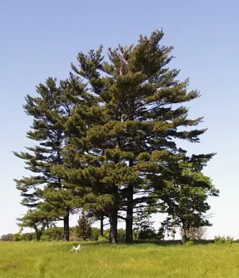 Simafenyő / Pinus strobus