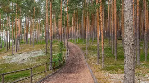 Erdei fenyő / Pinus sylvestris