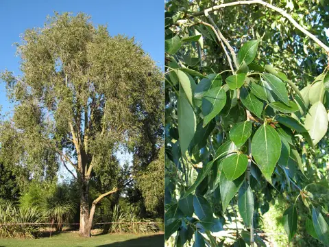 Oszlopos kínai nyár / Populus simonii 'Fastigiata'