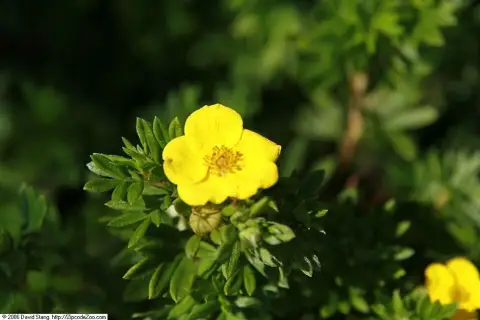 Sárga virágú cserjés pimpó / Potentilla fruticosa 'Goldfinger'