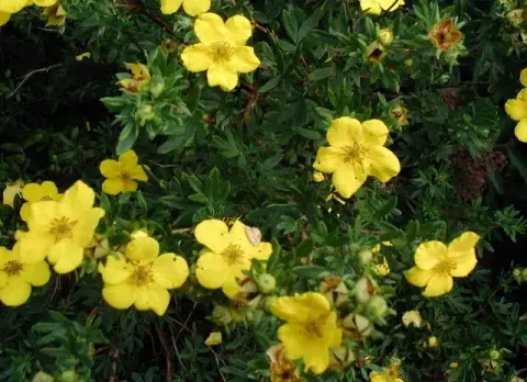 Rózsaszín virágú cserjés pimpó / Potentilla fruticosa 'Pink Queen'