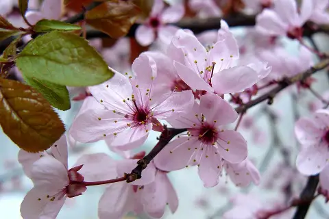 Nagyvirágú vérszilva / Prunus cerasifera Hollywood