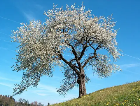 Babérmeggy / Prunus laurocerasus 'Novita'