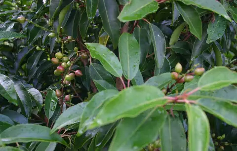 Portugál babérmeggy / Prunus lusitanica