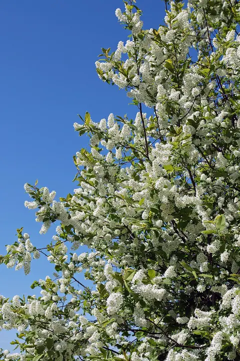 Zelnicemeggy / Prunus padus
