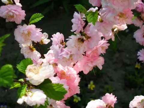 Babarózsa / Prunus triloba 'Multiplex'