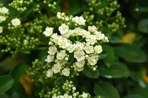 Piros bogyós tűztövis / Pyracantha 'Mohave'