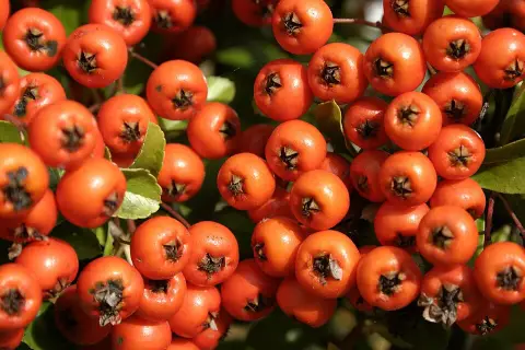 Narancssárga bogyós tűztövis / Pyracantha 'Orange Glow'
