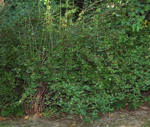 Havasi ribiszke / Ribes alpinum 'Schmidt'