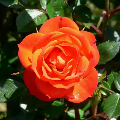 Piros virágú mini rózsa / Rosa miniature 'Red'