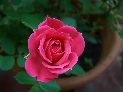 Citrom-narancssárga-rózsaszín virágú mini rózsa / Rosa miniature 'Tricolor'