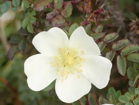 Jajrózsa / Rosa pimpinellifolia