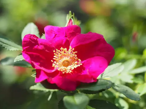 Piros virágú, talajtakaró rózsa / Rosa 'Rote The Fairy'