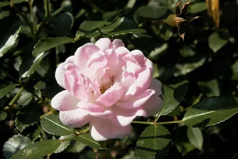 Rózsaszín virágú talajtakaró rózsa / Rosa 'The Fairy'