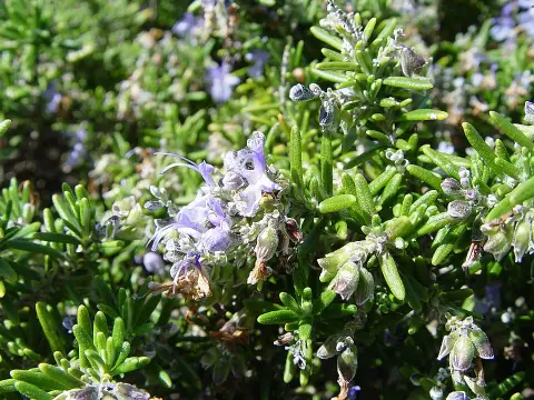 Rozmaring / Rosmarinus officinalis