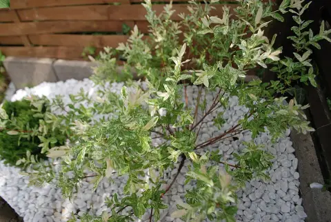 Tarka levelű japánfűz / Salix integra 'Hakuro Nishiki'
