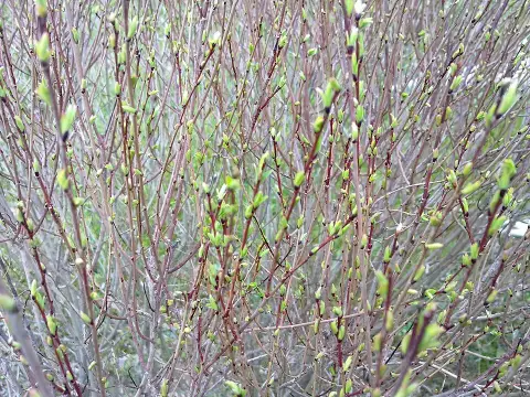 Urali fűz / Salix purpurea 'Nana'