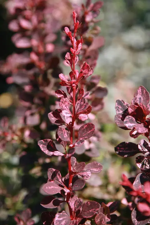 Tarkalevelű kerekded borbolya / Berberis thunbergii 'Rose Glow'