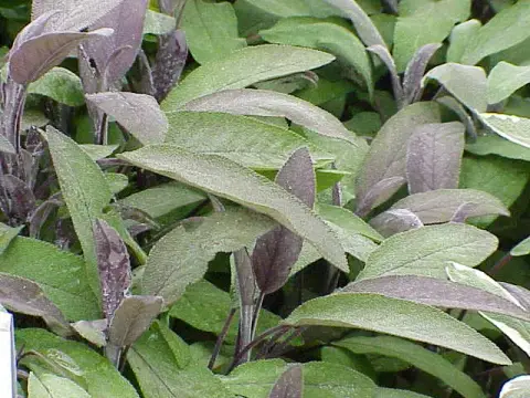 Zöldes-bordó levelű orvosi zsálya / Salvia officinalis 'Purpurascens'