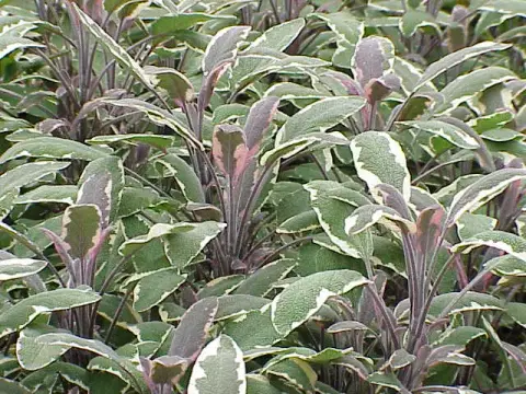 Tarka levelű orvosi zsálya / Salvia officinalis 'Tricolor'