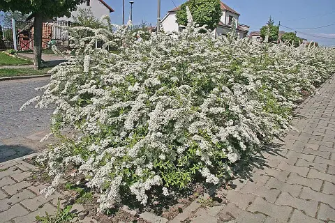 Fehér virágú, hamvas gyöngyvessző / Spiraea cinerea 'Grefsheim'