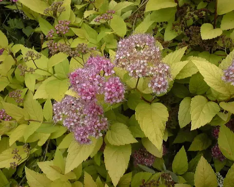 Rózsaszín virágú, törpe gyöngyvessző / Spiraea japonica 'Manon'