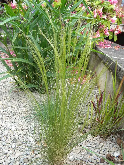 Mexikói árvalányhaj / Stipa tenuissima 'Pony Tails'